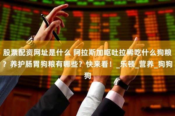 股票配资网址是什么 阿拉斯加呕吐拉稀吃什么狗粮？养护肠胃狗粮有哪些？快来看！_乐顿_营养_狗狗